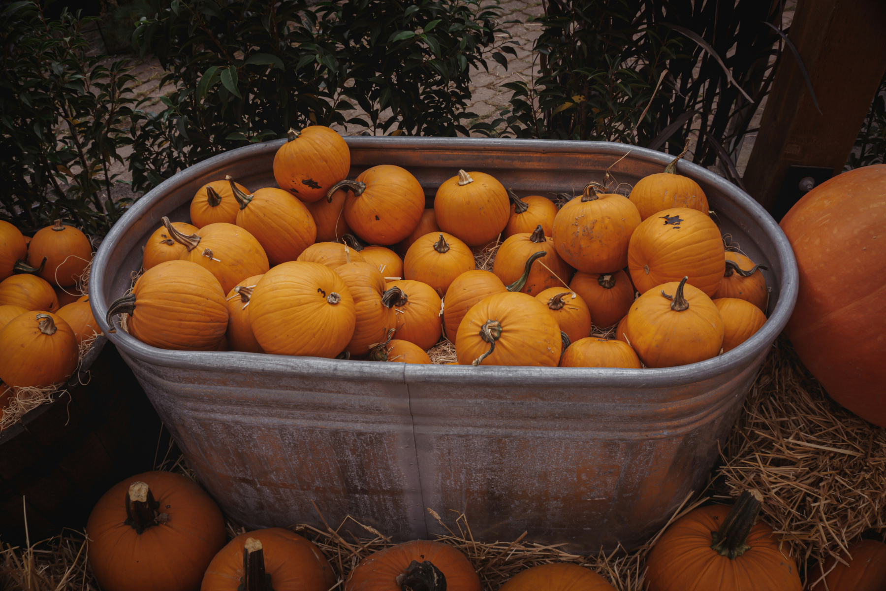 Orange pumpkins piled in a galvanized metal tub surrounded by hay and additional pumpkins in an autumn display.